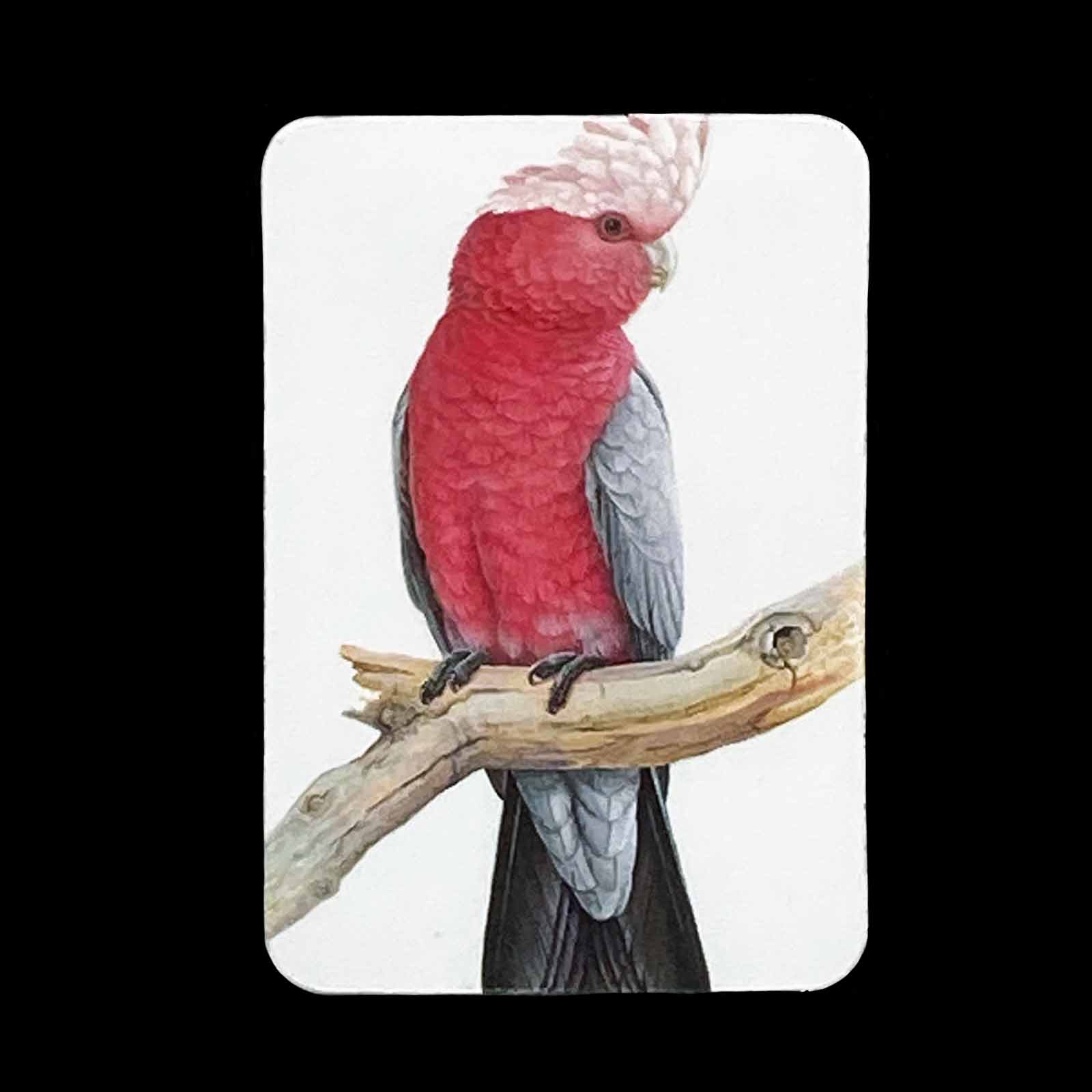 Jeremy Boot Fine Art Magnets - Galah