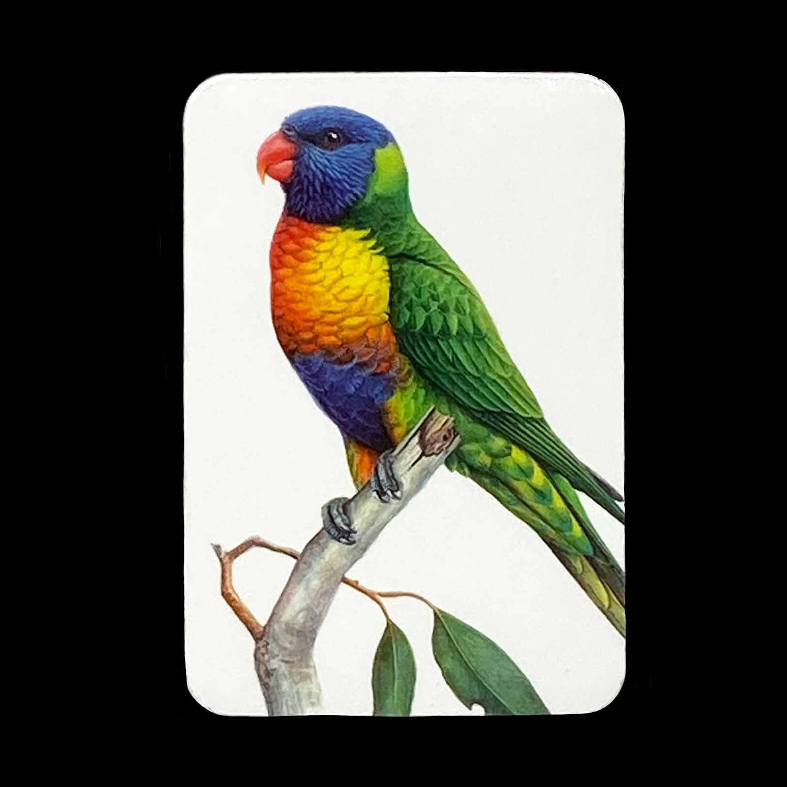 Jeremy Boot Fine Art Magnets - Rainbow Lorikeet