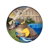 Paddling Platypus Aussie Mates Glass Magnet
