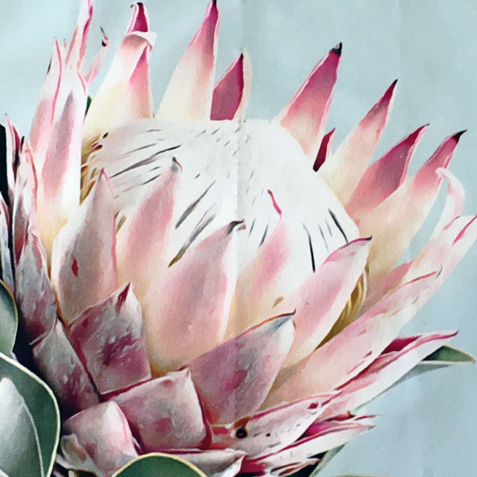Protea - 100% Cotton Chris Riley Australian Flora Tea Towel.