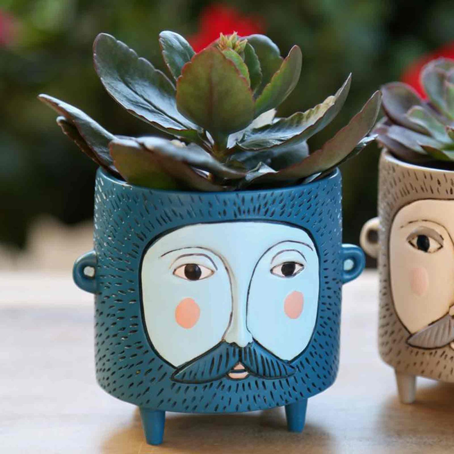 Baby Blue Hairy Jack Pot Planter with plant Allen Designs